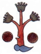 Nomenclatura 